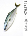 yellowtail, ブリ