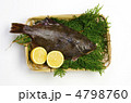 flatfish, マコガレイ flatfish, マコガレイ