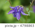 苧環オダマキ　またの名を糸繰草（いとくりそう）