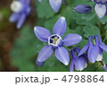 苧環オダマキ　またの名を糸繰草（いとくりそう）
