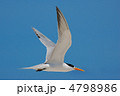 飛翔するベンガルアジサシ