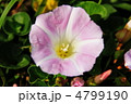 ハマヒルガオの花