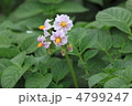 野菜の花　じゃがいも