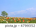 ポピー畑