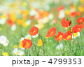 ポピー畑