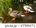 4799471