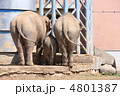 お父さん ゾウ 小さい