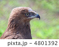 目 タカ 頭