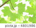 ユリノキの新緑 ユリノキの新緑