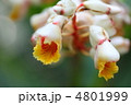 ゲットウの花 ゲットウの花