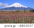チューリップと富士山-77784