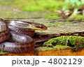 蛇