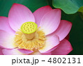 一輪の蓮の花