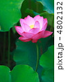蓮華