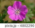 アケボノフウロの花