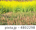 ツクシと菜の花-13368 ツクシと菜の花-13368
