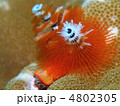 イバラカンザシ イバラカンザシ
