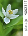 甘夏の花