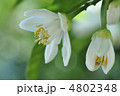 甘夏の花