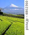 茶畑と富士山-3892 茶畑と富士山-3892