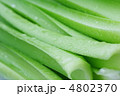 ギボウシの茎