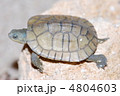 カメ カメ