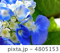 鮮やかな青のアジサイ 鮮やかな青のアジサイ