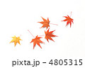 もみじ もみじ