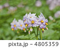 ジャガイモの花