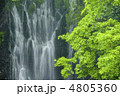 白糸の滝新緑