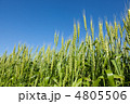 麦と青空