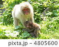 サルの親子