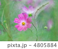 秋桜