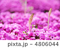 シバザクラとつくし シバザクラとつくし