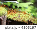 苔の胞子嚢