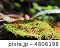 苔の胞子嚢