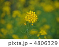 ＴＨＥ春