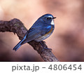 ルリビタキ ルリビタキ