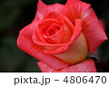 薔薇　かざぐるま