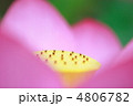 ハスの花 ハスの花