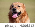 ゴールデンレトリバー