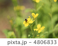 菜の花とハチ