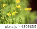 菜の花