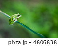 アマガエル