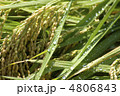 稲穂と水滴
