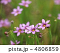 ニワゼキショウの花
