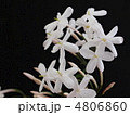 ジャスミンの花
