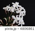 ジャスミンの花