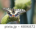タマネギの花に止まるアゲハ蝶
