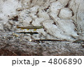 ニジマス